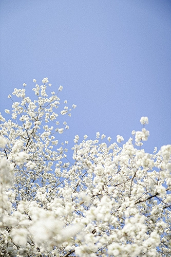 Fleurs blanches sur branche
