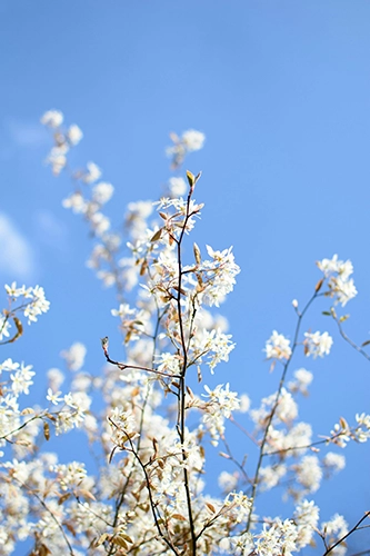 Fleur blanche sur branche